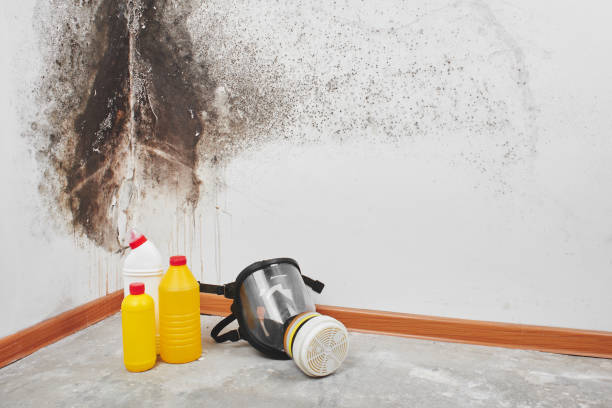 Best Attic Mold Removal  in Ada, MN