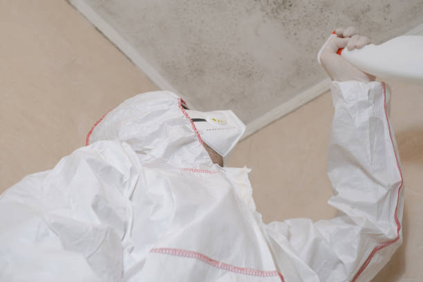 Best Black Mold Removal  in Ada, MN