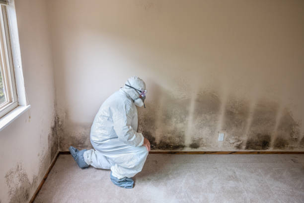 Best Mold Damage Repair  in Ada, MN