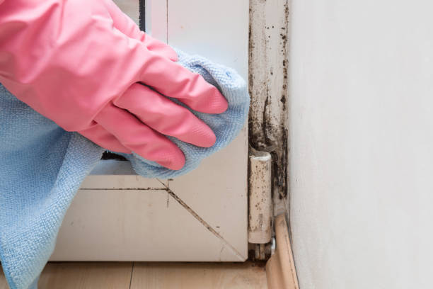 Best Commercial Mold Removal  in Ada, MN